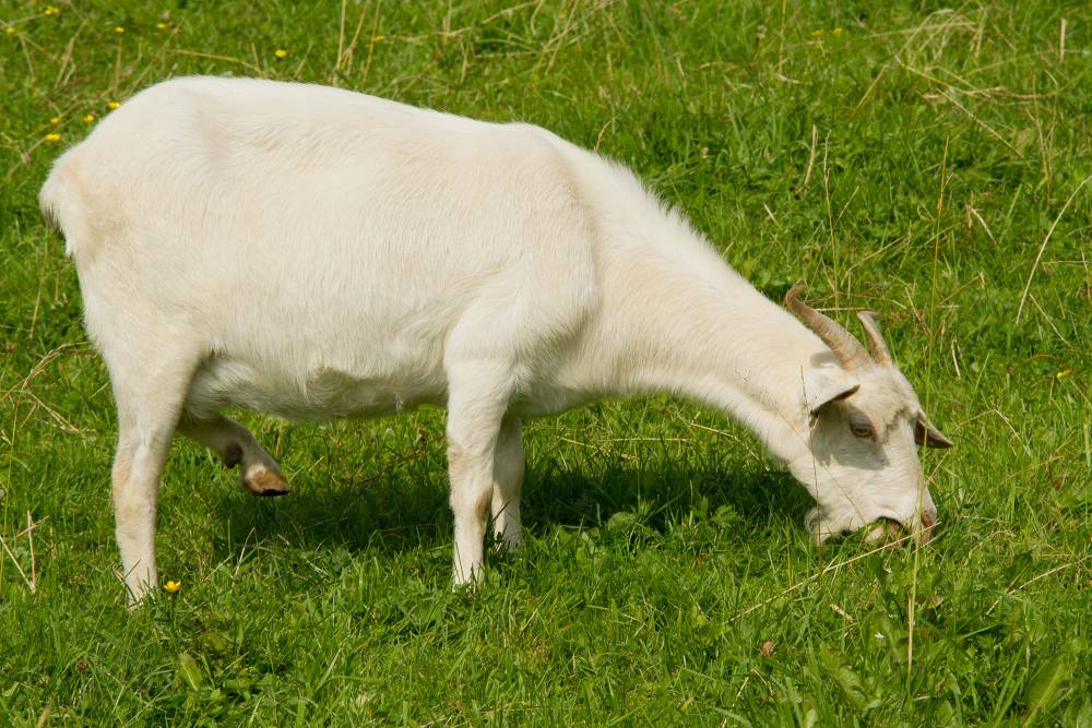 Ferme près de Orléans