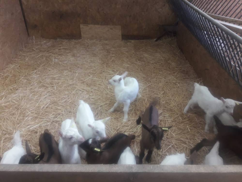 bébé chevres