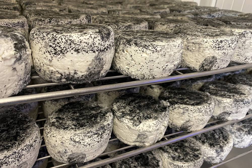 fromages de chevres